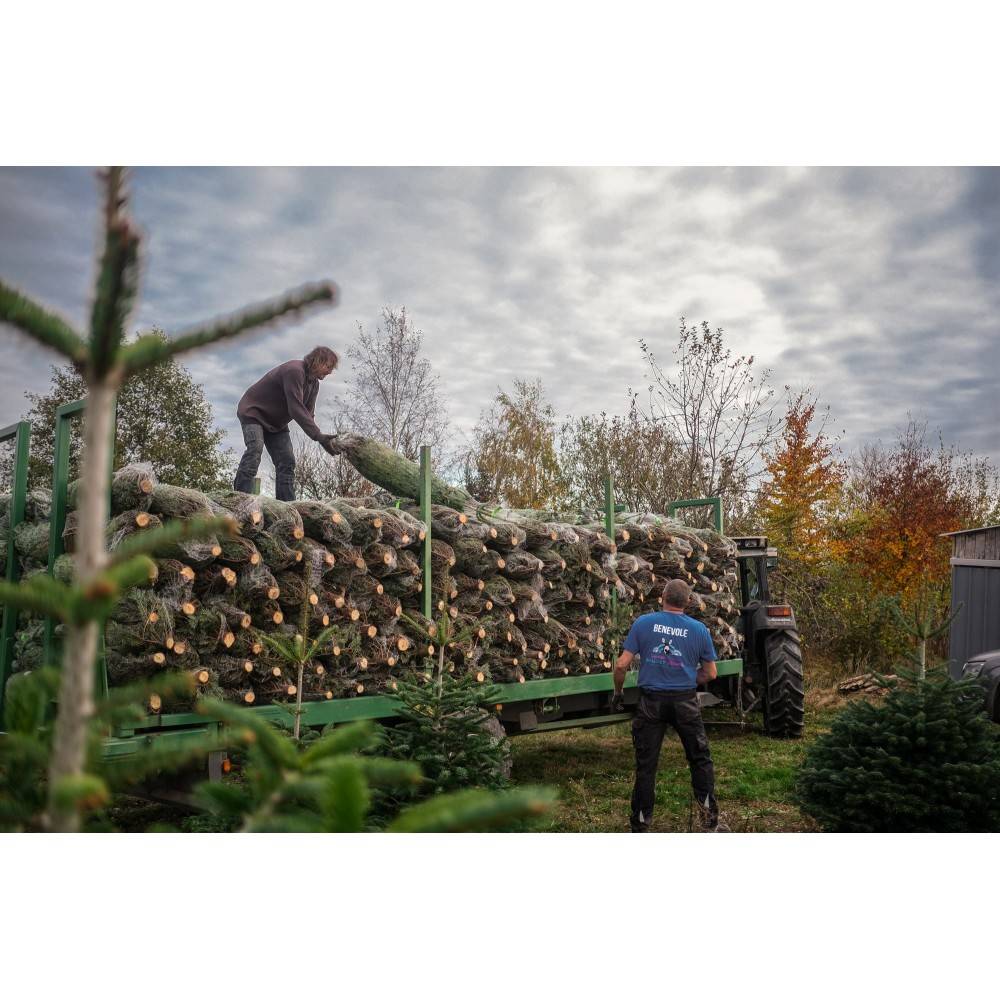 Naturlige Nordmann Fir - Billede 3